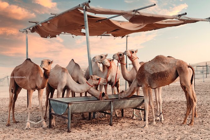 Abu Dhabi Evening Desert Safari BBQ, Camel Ride, Entertainments - Value check: what $72.98 buys in Abu Dhabi