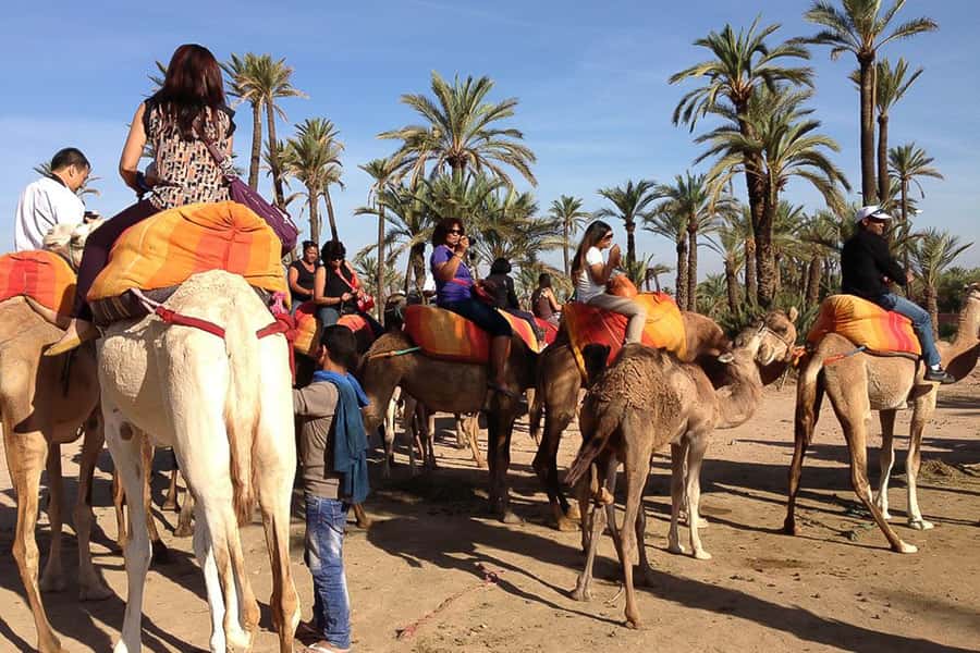 Around Marrakech: Camel Ride in Palm Groves including Tea - Quick hits: what makes this camel-and-tea ride worth it