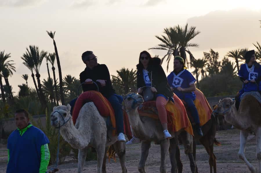 Around Marrakech: Camel Ride in Palm Groves including Tea - What to bring, what to avoid, and tiny tips that help