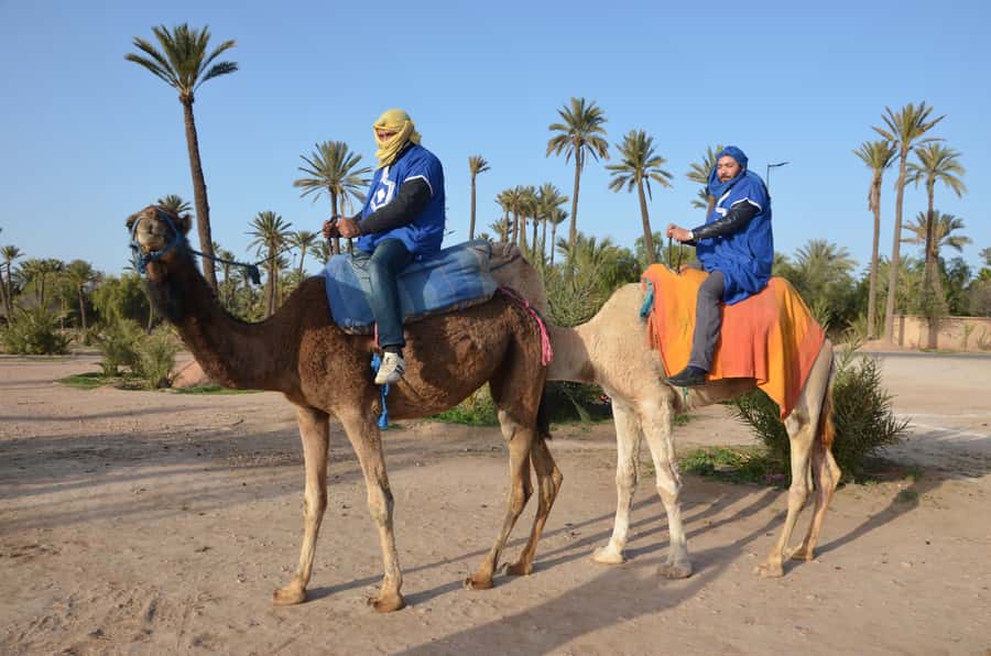 Around Marrakech: Camel Ride in Palm Groves including Tea - Tea break in Marrakech style: sweet mint, a short reset