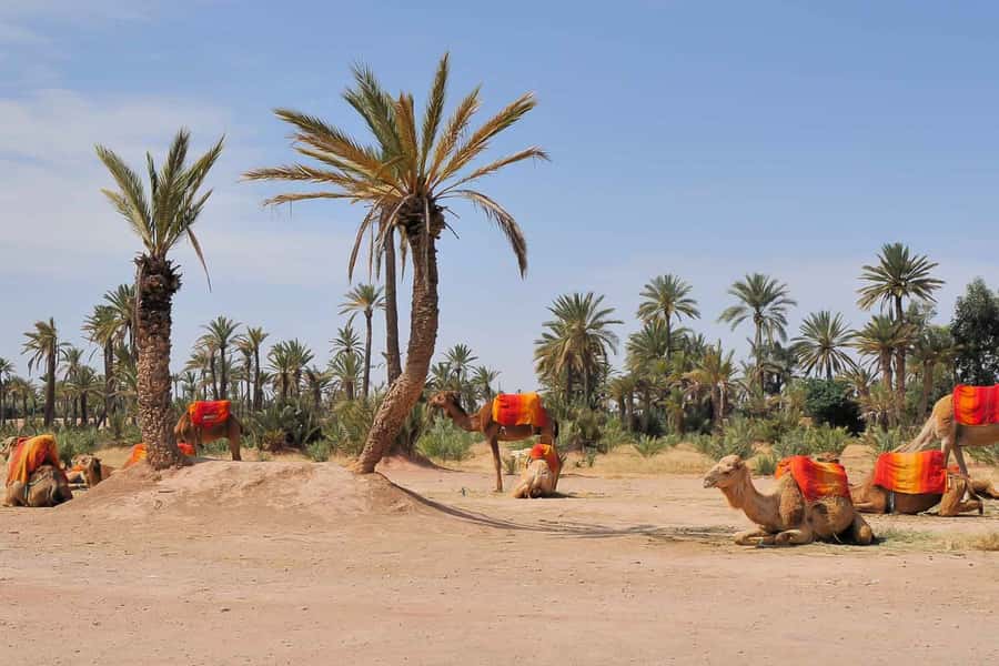 Around Marrakech: Camel Ride in Palm Groves including Tea - Traditional guides and the photo factor: what I’d prioritize