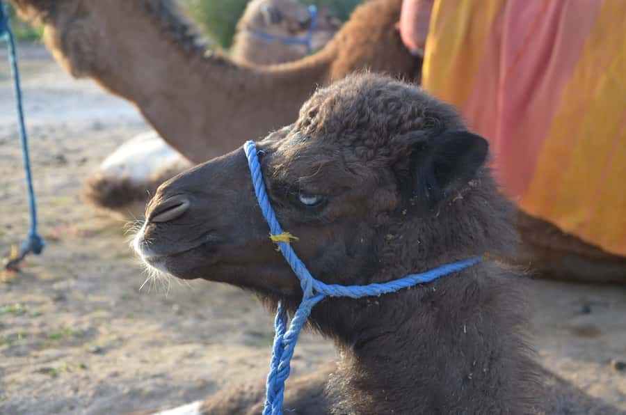 Around Marrakech: Camel Ride in Palm Groves including Tea - Who this suits best (and who should skip it)