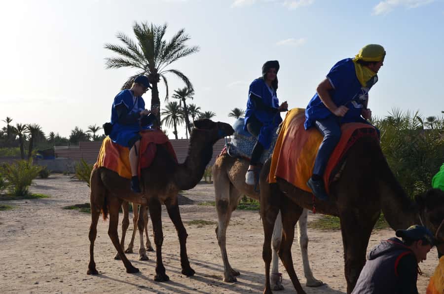 Around Marrakech: Camel Ride in Palm Groves including Tea - The ride schedule: pickup, 30 minutes of transit, 1-hour camel time, and tea