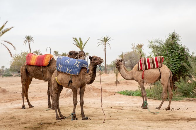 Atlas Mountains Hot Air Balloon Ride from Marrakech with Berber Breakfast and Desert Camel Experience - Flight certificate and the small extras that make it memorable