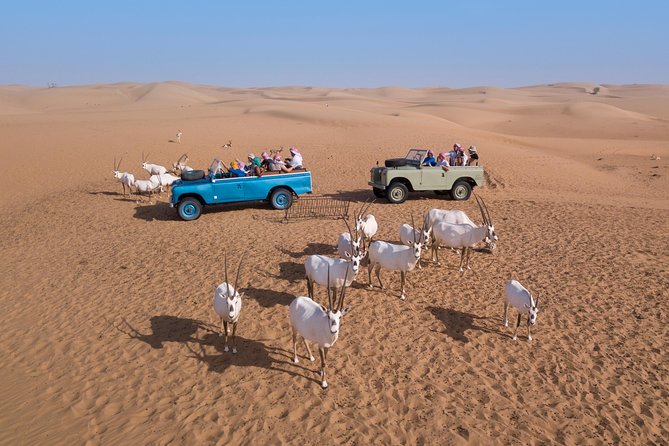 Authentic Safari in Vintage Land Rover with Traditional Dinner - Bedouin Camp at Night: Coffee, Bread, Henna, and Real Setup