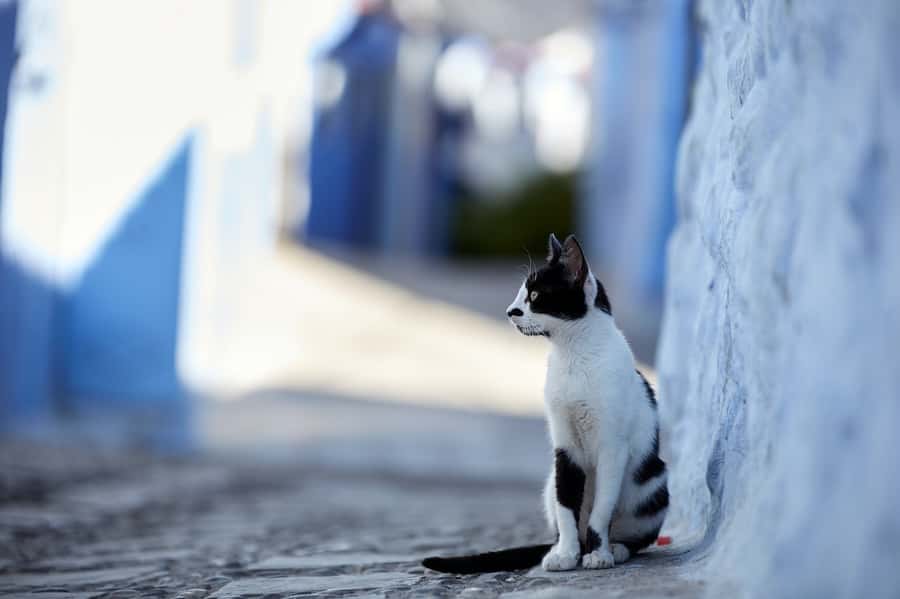 Blue City magic: Affordable Day Trip from Fez to Chefchaouen - The Viewpoint Moment Before You Hit Bab Sour