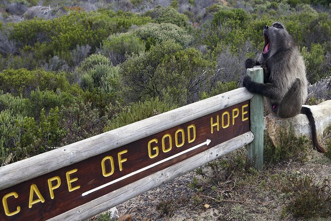 Cape of Good Hope & Boulder Penguins Full-Day Tour from Cape Town - Bo-Kaap, Camps Bay, Clifton, and Bantry Bay: Where Cape Town Looks Postcard-Perfect