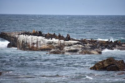 Cape of Good Hope & Boulder Penguins Full-Day Tour from Cape Town - Chapmans Peak Drive and Noordhoek Stops: The Best Photo Stretch Comes in the Middle