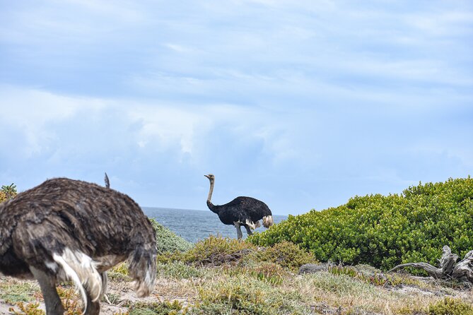 Cape of Good Hope & Boulder Penguins Full-Day Tour from Cape Town - Cape of Good Hope Sign, Lighthouse Views, and the Funicular Option