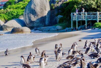 Cape Point and Boulder's Penguins Full Day Tour - Boulder’s Beach penguin colony: how the visit really feels