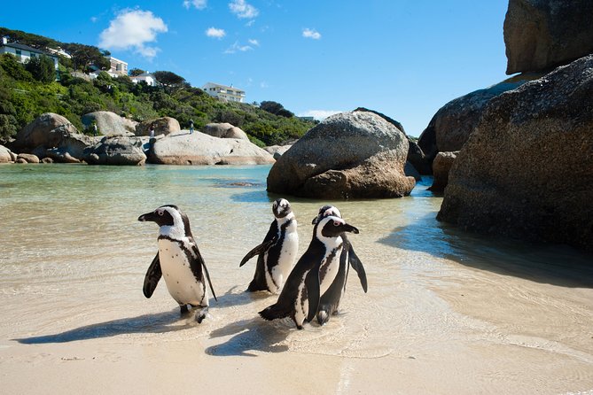 Cape Point and Boulder's Penguins Full Day Tour - Cape of Good Hope: medium hike choice (or a shorter visit)
