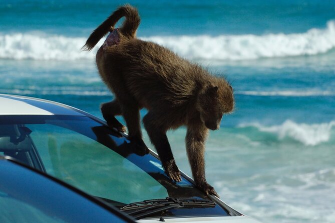 Cape Point and Boulder's Penguins Full Day Tour - Price and logistics: why $34.22 can feel like a deal