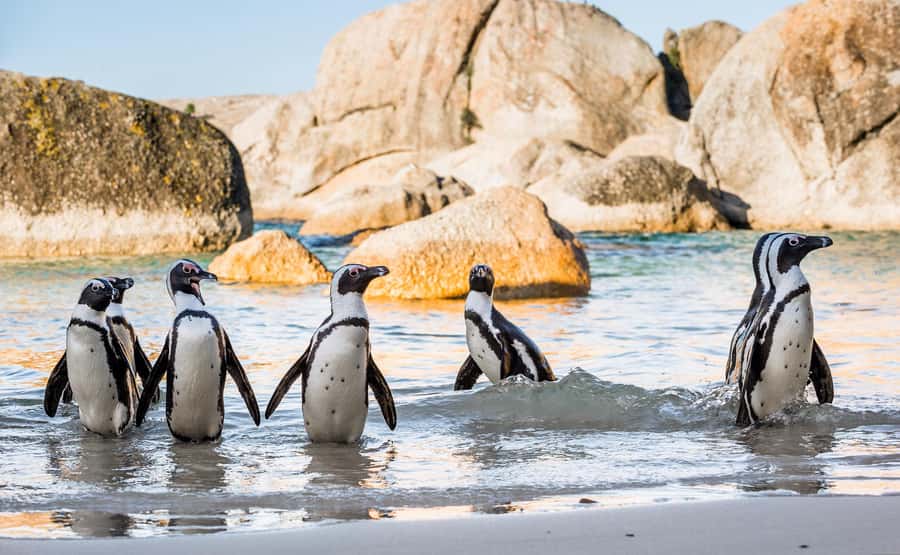 Cape Town: Cape of Good Hope & Penguins Day Tour with Pickup - Boulders Beach penguins: the stop that sells out for a reason