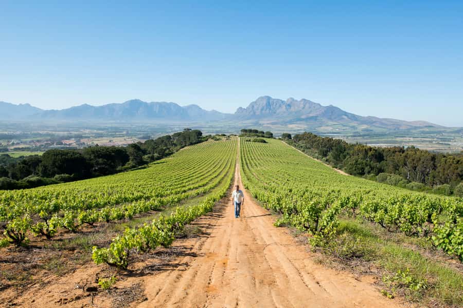 Cape Town: Full-Day Winelands Tour with Wine Tastings & Food - Key highlights that make this tour worth your time