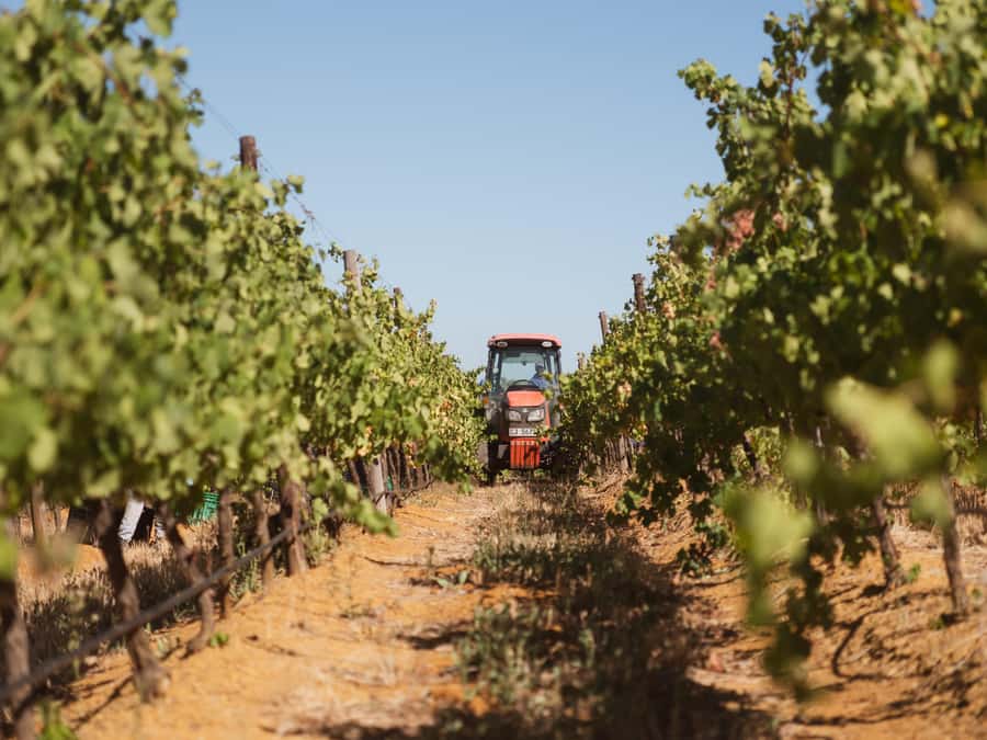Cape Town: Full-Day Winelands Tour with Wine Tastings & Food - Franschhoek: the French enclave feel and the wine-history story behind the glass