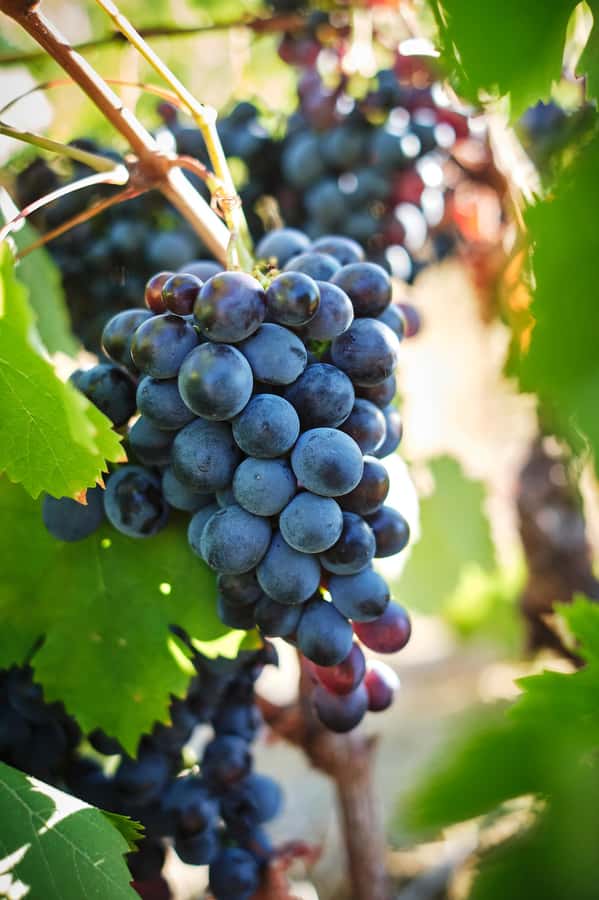 Cape Town: Full-Day Winelands Tour with Wine Tastings & Food - Vineyard lunch: a la carte, vegetarian options, and a much-needed reset