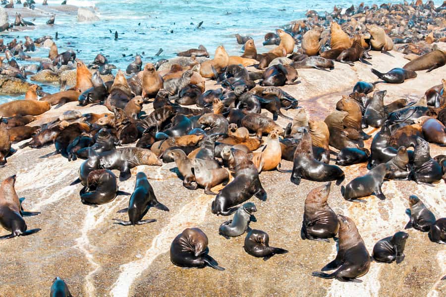 Cape Town: Robben Island Ferry Tour with 1-Way Hotel Pickup - Island bus tour: a simple way to understand the space