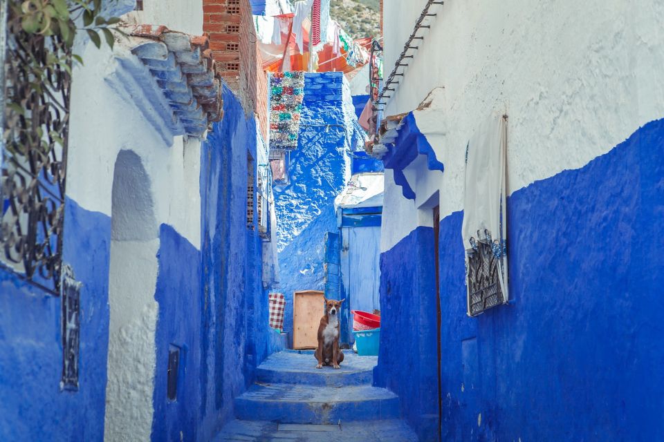 Chefchaouen Day Trip from Fez (Shared Group Tour) - Driver Over Guide: Why Your Ride Can Feel Like a Mini Lesson