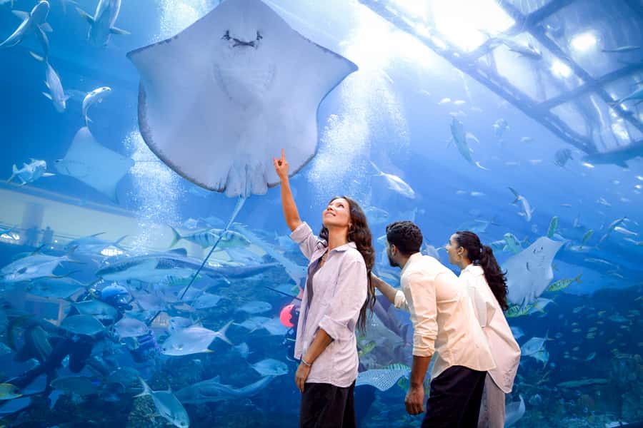 Dubai: Aquarium and Underwater Zoo Experience - Price and value: how the $56 price makes sense (and when it doesn’t)