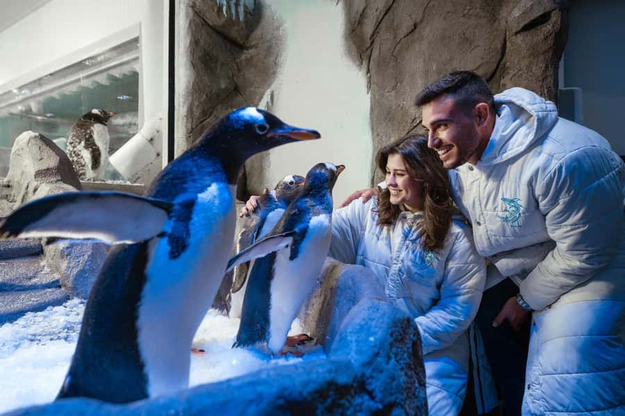 Dubai: Aquarium and Underwater Zoo Experience - Practical rules that affect comfort: photos, flash, kids, and a health note