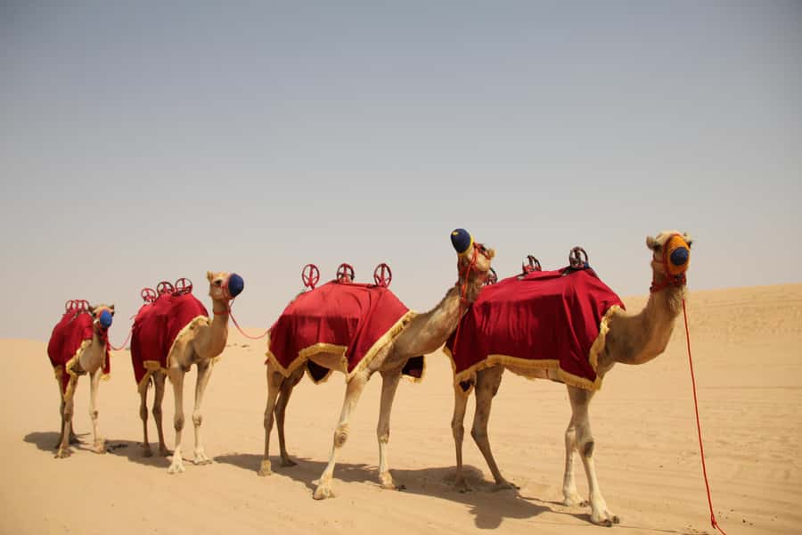 Dubai: Bedouin Camp, Dune Safari, Falcon Show & BBQ Dinner - Dubai desert safari pickup timing and what that means for your day