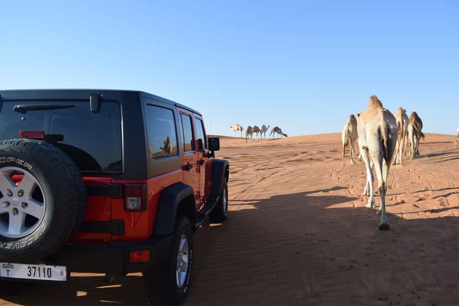 Dubai: Desert Safari, Quad Bike, Camel Ride and Sandboarding - Who this desert safari suits (and who should skip it)
