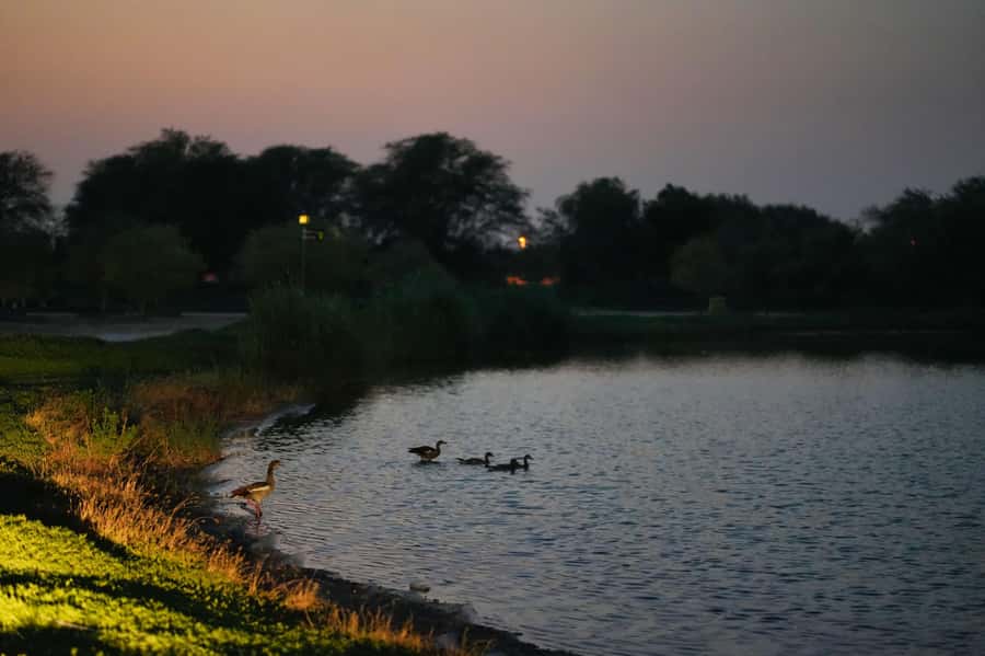 Dubai: Evening Desert Safari with Camel Ride & Stargazing - Price and Value: Why $49 Can Make Sense Here