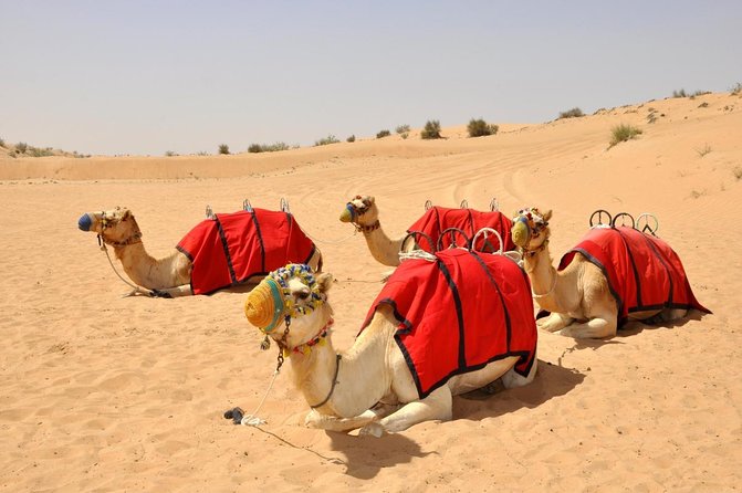 Dubai Evening Heritage Safari by Vintage G Class Al Marmoom Oasis - Key Highlights You’ll Actually Notice