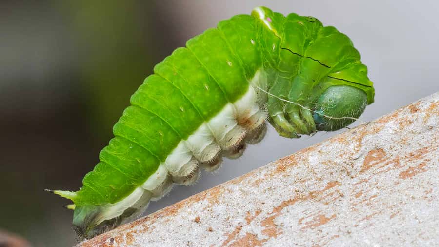 Dubai: Skip-The-Line Ticket to Butterfly Garden - Key Highlights at a Glance