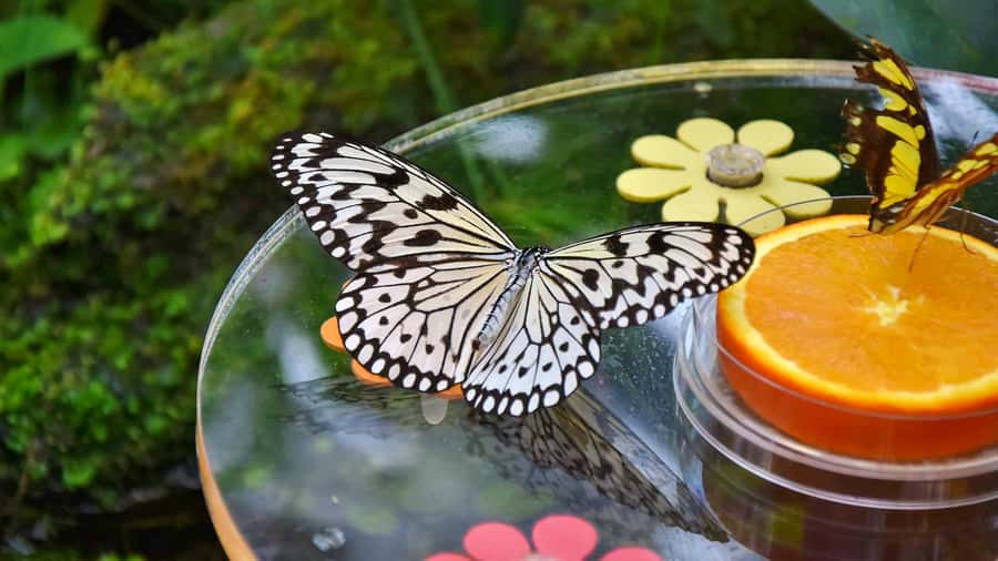 Dubai: Skip-The-Line Ticket to Butterfly Garden - Koi Pond and the Slower Moments You’ll Need