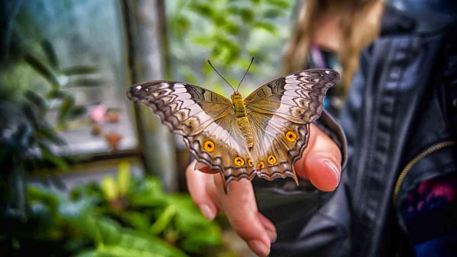 Dubai: Skip-The-Line Ticket to Butterfly Garden - Cinema Breaks, Seating Pergolas, and Kid-Friendly Timing