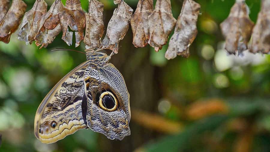 Dubai: Skip-The-Line Ticket to Butterfly Garden - Price and Value: Is $20 Worth It?