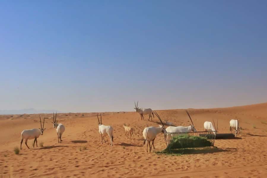 Dubai: Sunrise Desert Jeep Safari with Wildlife Experience - Al Qudra Lakes at the Al Marmoom Desert Conservation Reserve: birds, and picnic breakfast