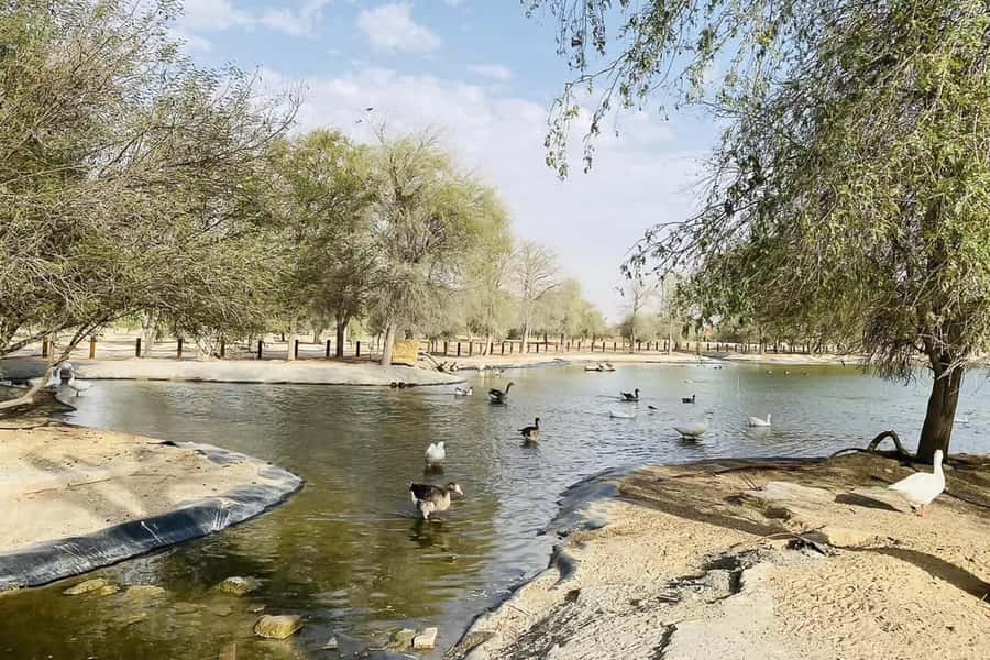 Dubai: Sunrise Desert Jeep Safari with Wildlife Experience - Price and value: does $51 include enough?