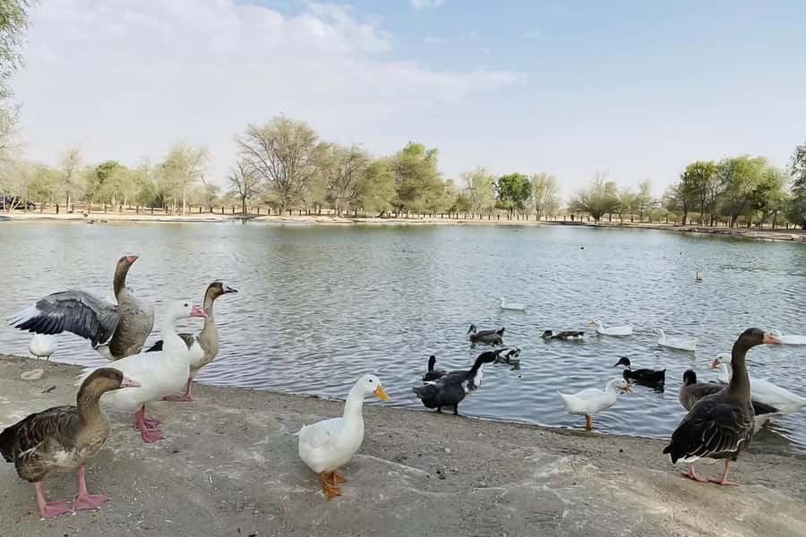 Dubai: Sunrise Desert Jeep Safari with Wildlife Experience - FAQ