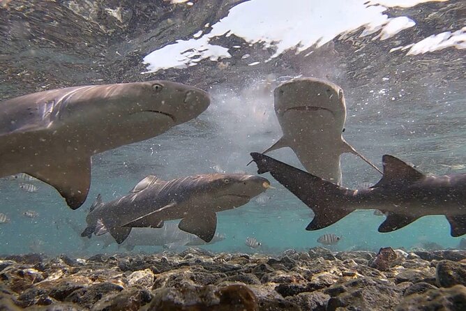 Experience on Sal Island with native and certified guide (including sharks) - Buracona and Olho Azul: the blue-eye cave depends on sea conditions