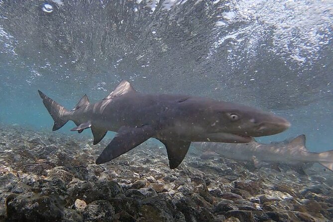 Experience on Sal Island with native and certified guide (including sharks) - Palmeira fishing village: colonial lanes, street art, and real port work