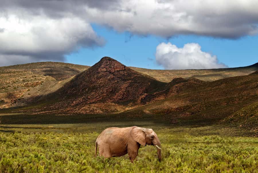 From Cape Town: Big Five Game Reserve with Lunch - The Cape Town timing that makes this work (and the one limitation)