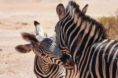 From Cape Town: Big Five Game Reserve with Lunch - Your open-vehicle game drive at Aquila: how to think like a ranger
