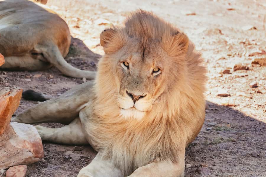 From Cape Town: Big Five Game Reserve with Lunch - Birding on safari: up to 172 species and why that changes the whole vibe