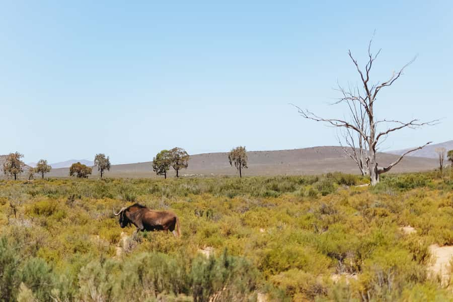 From Cape Town: Big Five Game Reserve with Lunch - What to actually pack (because the vehicle ride can get bumpy)