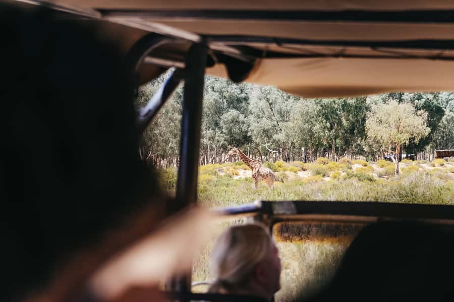 From Cape Town: Big Five Game Reserve with Lunch - Price and value: is $236 a fair deal for what you get?