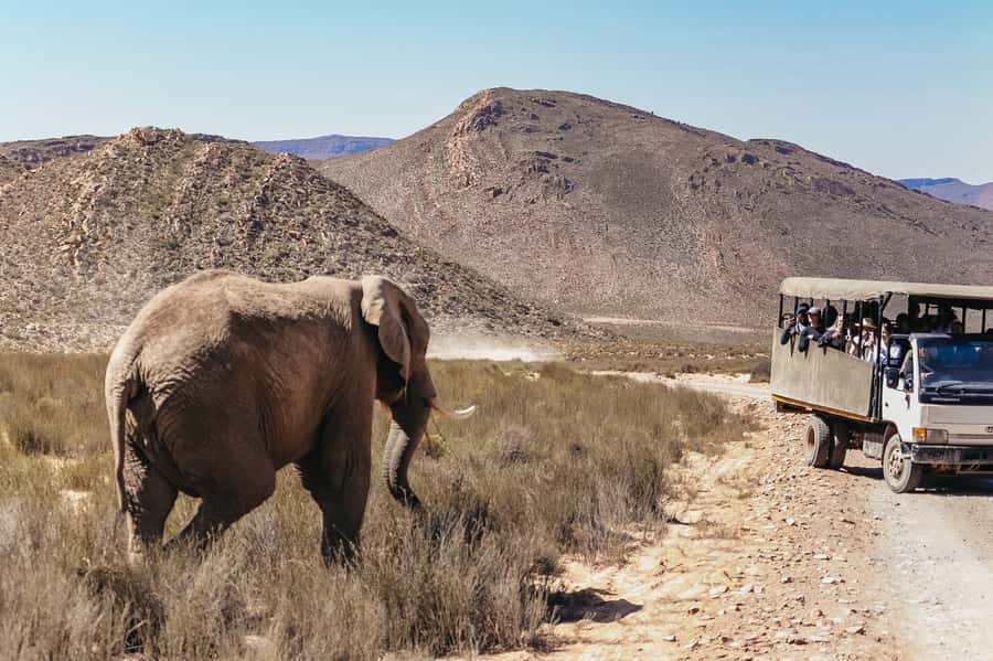 From Cape Town: Big Five Game Reserve with Lunch - Who should book this, and who might want a different style of safari