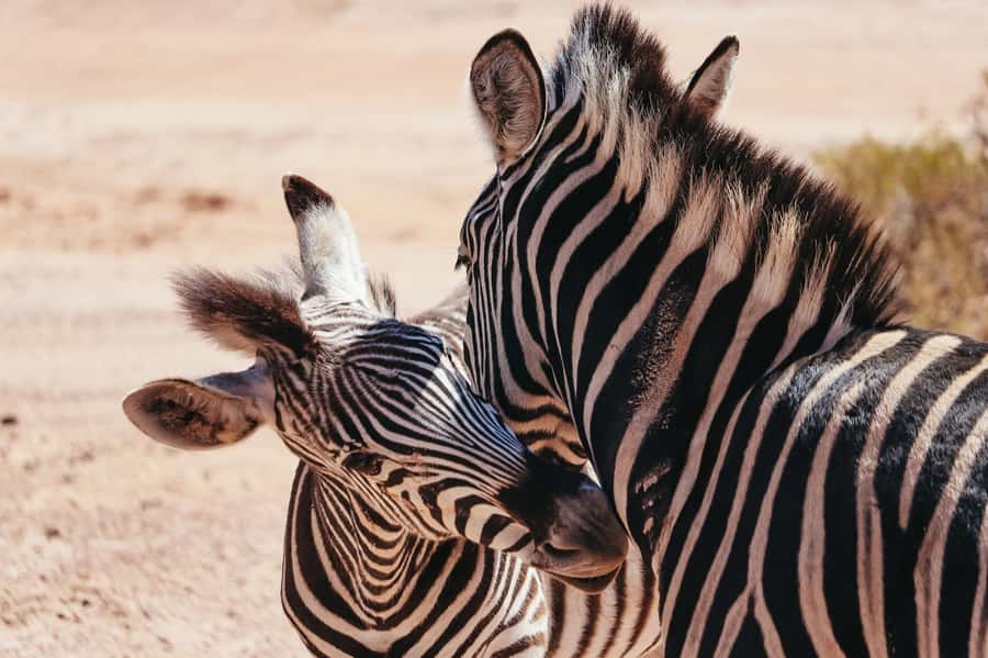 From Cape Town: Big Five Game Reserve with Lunch - Your open-vehicle game drive at Aquila: how to think like a ranger