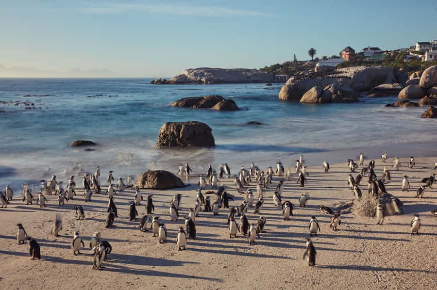 From Cape Town: Cape Point and Boulders Beach Full-Day Tour - Hike to the Cape of Good Hope: The Big Payoff (Optional)