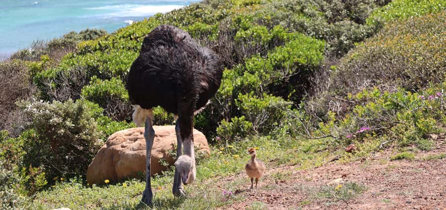 From Cape Town: Cape Point & Boulders Beach Full-Day Tour - Quick Reasons to Consider This Tour