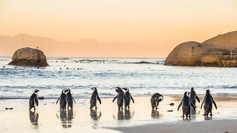 From Cape Town: Cape Point & Boulders Beach Full-Day Tour - Price and Value: What the $40 Really Buys