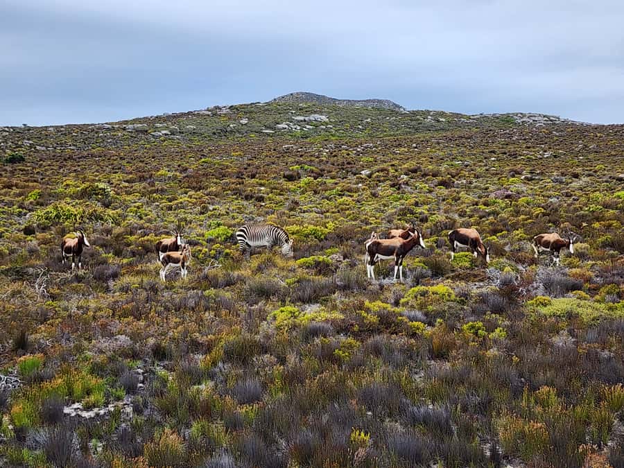From Cape Town: Cape Point & Boulders Beach Full-Day Tour - Cape Point Lighthouse: Funicular or the 15-Minute Walk Up