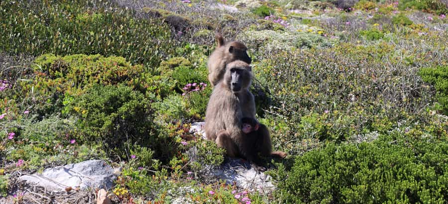 From Cape Town: Cape Point & Boulders Beach Full-Day Tour - Where the Day Starts: Hotel Pickup and a Van That Gets You Moving