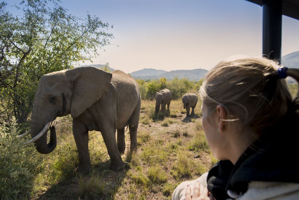 From Johannesburg: Pilanesberg Nature Reserve Game Safari - What to Bring (and What to Do With Your Phone)